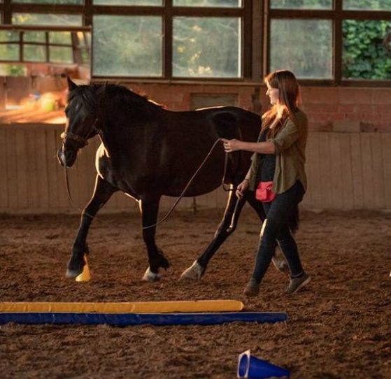 Gastbeitrag: Rückenschmerzen beim Pferd erkennen und vorbeugen