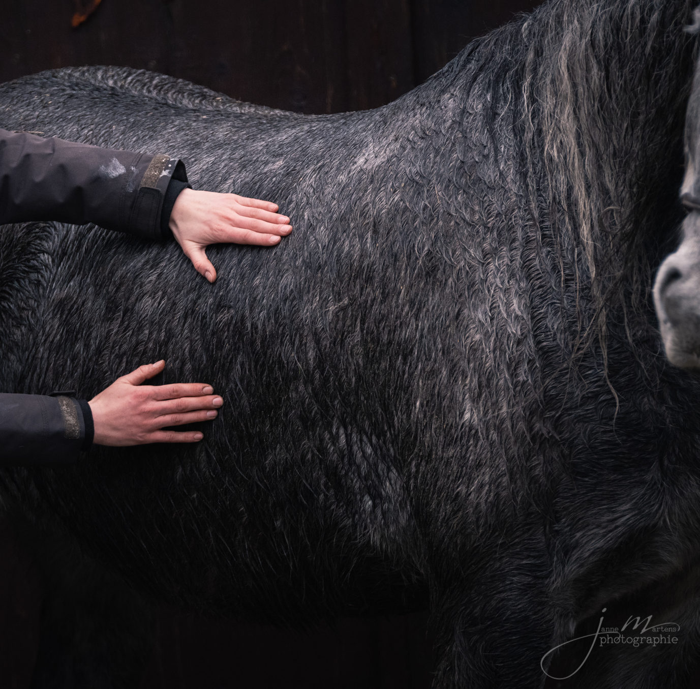 Ein Blick in den Pferdekörper: Der Bewegungsapparat und die inneren Organe des Pferdes in Verbindung
